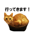 もふもふ茶トラ猫（個別スタンプ：6）
