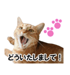 もふもふ茶トラ猫（個別スタンプ：7）