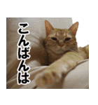 もふもふ茶トラ猫（個別スタンプ：8）