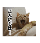 もふもふ茶トラ猫（個別スタンプ：9）