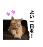 もふもふ茶トラ猫（個別スタンプ：11）