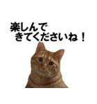 もふもふ茶トラ猫（個別スタンプ：12）