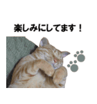 もふもふ茶トラ猫（個別スタンプ：13）