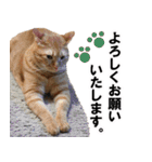 もふもふ茶トラ猫（個別スタンプ：14）