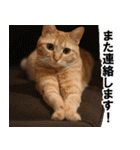 もふもふ茶トラ猫（個別スタンプ：15）