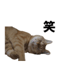 もふもふ茶トラ猫（個別スタンプ：16）
