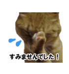 もふもふ茶トラ猫（個別スタンプ：17）