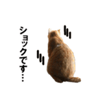 もふもふ茶トラ猫（個別スタンプ：20）