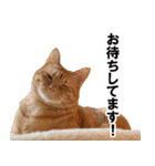 もふもふ茶トラ猫（個別スタンプ：21）