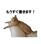 もふもふ茶トラ猫（個別スタンプ：22）