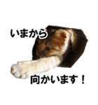 もふもふ茶トラ猫（個別スタンプ：23）