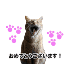 もふもふ茶トラ猫（個別スタンプ：25）