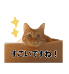 もふもふ茶トラ猫（個別スタンプ：26）