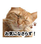 もふもふ茶トラ猫（個別スタンプ：27）