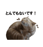 もふもふ茶トラ猫（個別スタンプ：28）