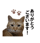 もふもふ茶トラ猫（個別スタンプ：29）