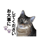もふもふ茶トラ猫（個別スタンプ：30）