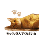 もふもふ茶トラ猫（個別スタンプ：31）