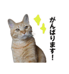 もふもふ茶トラ猫（個別スタンプ：32）