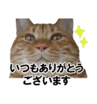 もふもふ茶トラ猫（個別スタンプ：33）