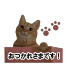 もふもふ茶トラ猫（個別スタンプ：34）