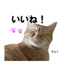 もふもふ茶トラ猫（個別スタンプ：35）