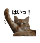 もふもふ茶トラ猫（個別スタンプ：36）