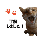 もふもふ茶トラ猫（個別スタンプ：37）