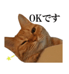 もふもふ茶トラ猫（個別スタンプ：38）