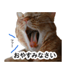 もふもふ茶トラ猫（個別スタンプ：39）