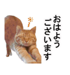 もふもふ茶トラ猫（個別スタンプ：40）