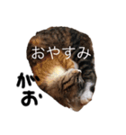がおの日常（個別スタンプ：11）