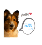 シェルティ♡リキ2（個別スタンプ：1）