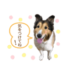 シェルティ♡リキ2（個別スタンプ：3）