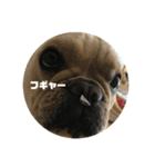 もんちゃんですvol.2（個別スタンプ：7）