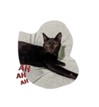 うちのきゃわいい猫（個別スタンプ：2）