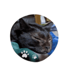うちのきゃわいい猫（個別スタンプ：3）