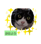 うちのきゃわいい猫（個別スタンプ：5）