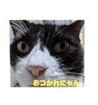 うちのきゃわいい猫（個別スタンプ：7）