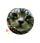うちのきゃわいい猫（個別スタンプ：8）