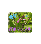 可愛いあいさつ♡（個別スタンプ：14）