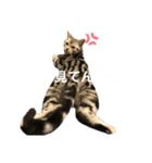 加藤のライちゃんスタンプ（個別スタンプ：8）