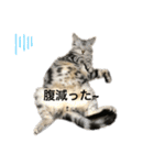 加藤のライちゃんスタンプ（個別スタンプ：16）