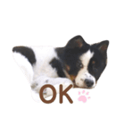 雑種犬 じろまる（個別スタンプ：1）