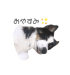 雑種犬 じろまる（個別スタンプ：2）