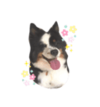 雑種犬 じろまる（個別スタンプ：3）