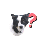 雑種犬 じろまる（個別スタンプ：5）