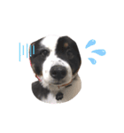 雑種犬 じろまる（個別スタンプ：7）