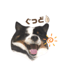 雑種犬 じろまる（個別スタンプ：8）