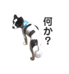 雑種犬 じろまる（個別スタンプ：9）